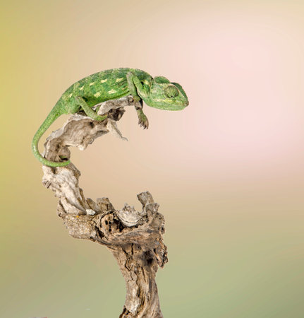 Close up of Chameleon on branchの写真素材