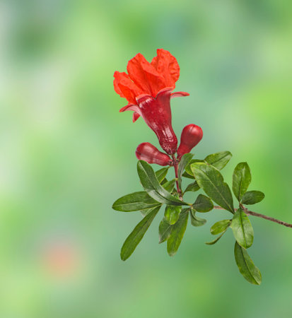 Pomegranate branch with red flowerの写真素材