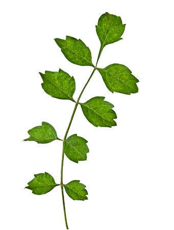 Sapling isolated on white backgroundの写真素材