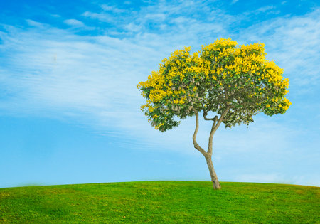 Accacia tree on sky backgroundの写真素材