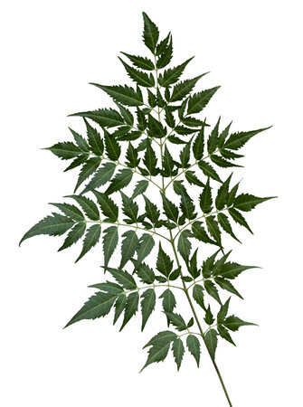 Sapling isolated on white backgroundの写真素材