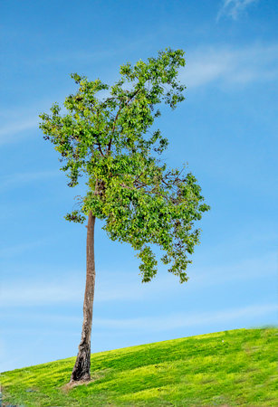 Ornamental tree in Israel at springの写真素材