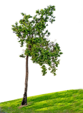Ornamental tree on white backgroundの写真素材