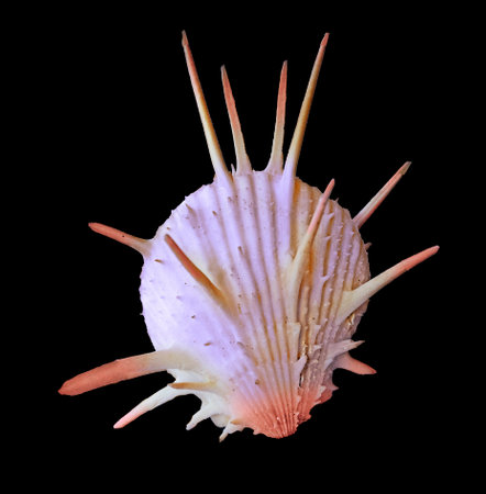 Seashell on black backgroundの写真素材