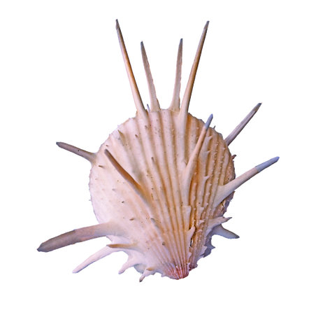 Seashell on white backgroundの写真素材