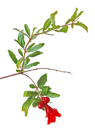 Close up of pomegranate branch with flowerの写真素材