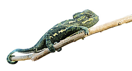 Close up of Chameleon on branch