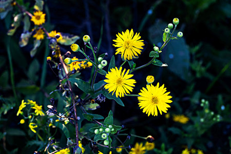Close up of yellow flowersの写真素材