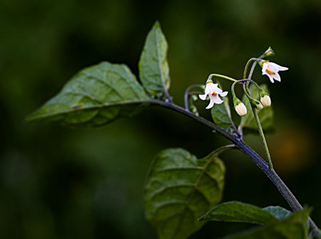 Close up of white flowers