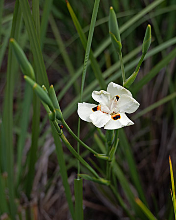 Close up of African irisの写真素材