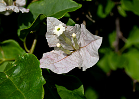Close up of Colorful Bougainvilleaの写真素材