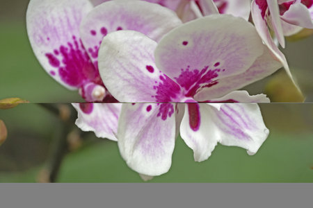 Close up of Orchids flowerの写真素材