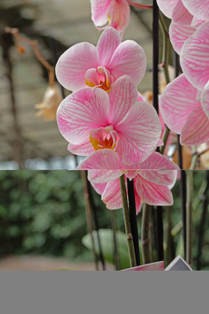 Close up of Orchids flowerの写真素材
