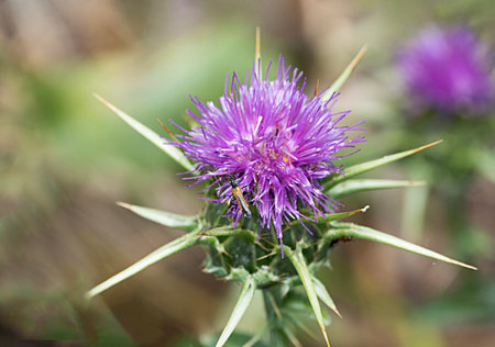 Flowering Spear Thistle (Cirsium vulgare)の写真素材