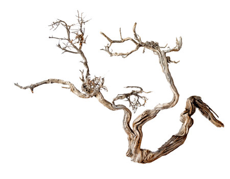 Dry branch isolated on white backgroundの写真素材