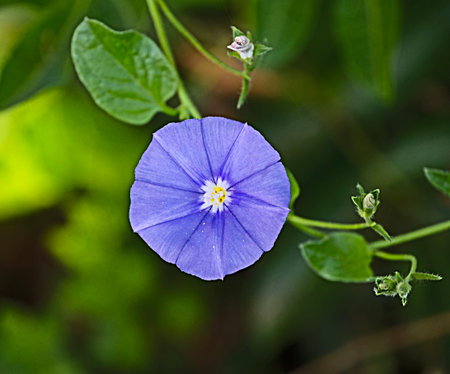 Close up of violet Flowerの写真素材