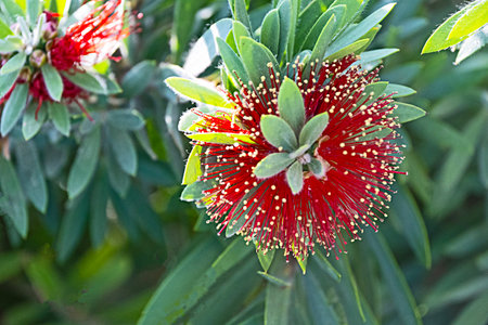 Close up of red flowersの写真素材