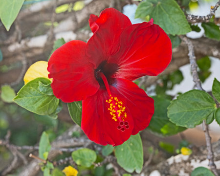 Close up of red flowersの写真素材