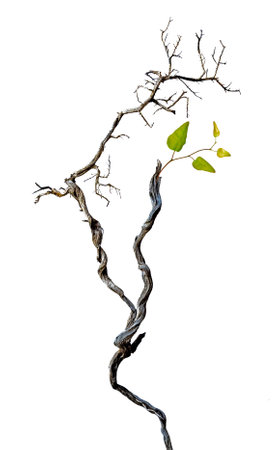 Dry branch isolated on white backgroundの写真素材