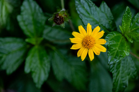 Close up of yellow flowerの写真素材