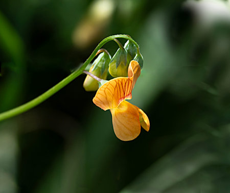 Close up of flowerの写真素材