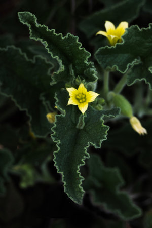 Close up of yellow flower