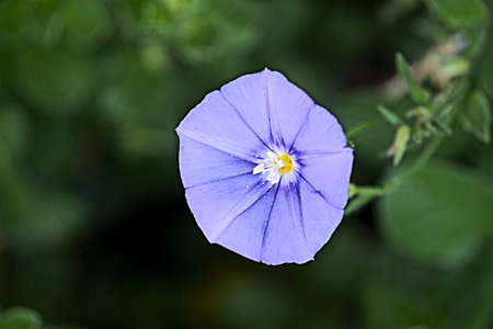 Close up of violet Flowerの写真素材