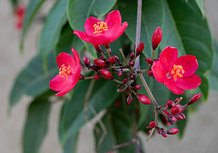 Close up of red flowersの写真素材