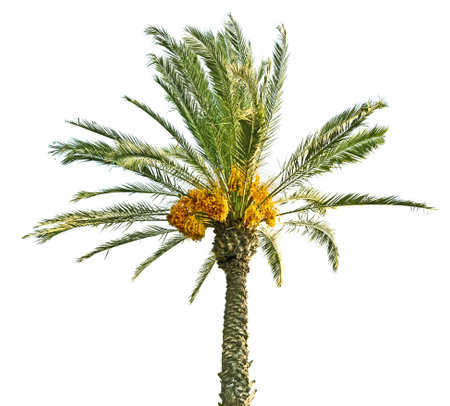 Close up of Date palmの写真素材