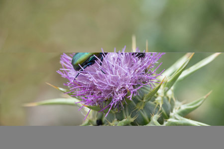 Flowering Spear Thistle (Cirsium vulgare)の写真素材