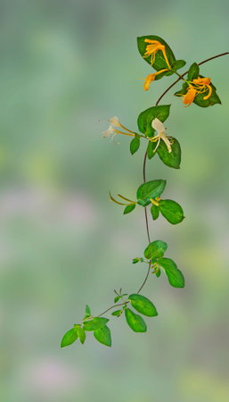Close up of vine with flowersの写真素材