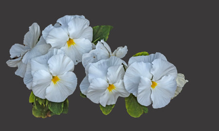 White flower isolated on backgroundの写真素材