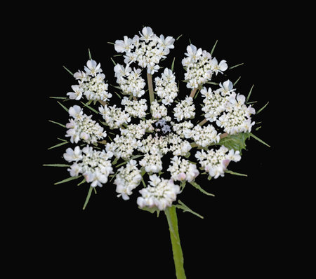 White flower isolated on backgroundの写真素材