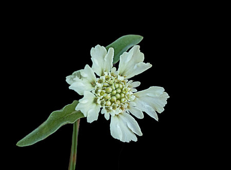 White flower isolated on backgroundの写真素材