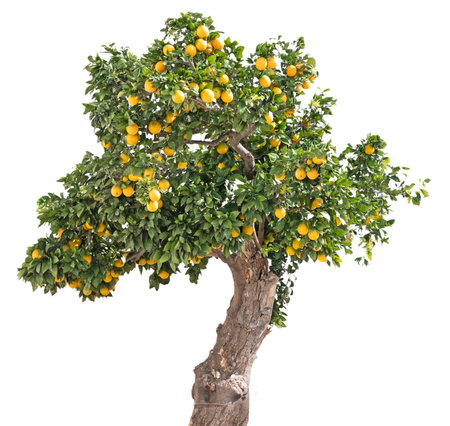 citrus tree on white backgroundの写真素材