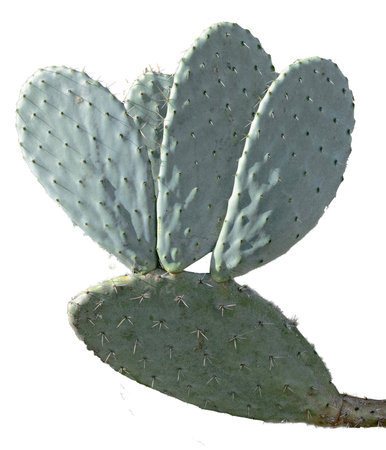 Cactus isolated on white backgroundの写真素材