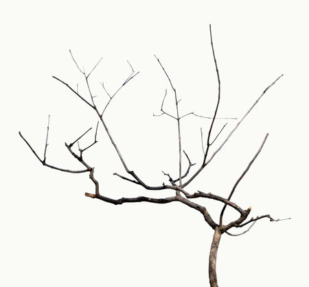 Close up of dry branchの写真素材