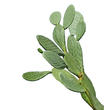 Green cactus isolated on white backgroundの写真素材