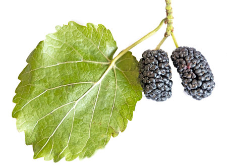 mulberry isolated on white backgroundの写真素材