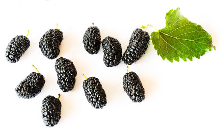 mulberry isolated on white backgroundの写真素材