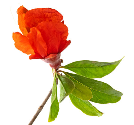 Close up of pomegranate branch with flowerの写真素材