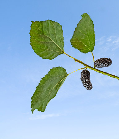 Black mulberryの写真素材