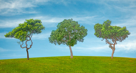 Ornamental trees in Israel at springの写真素材