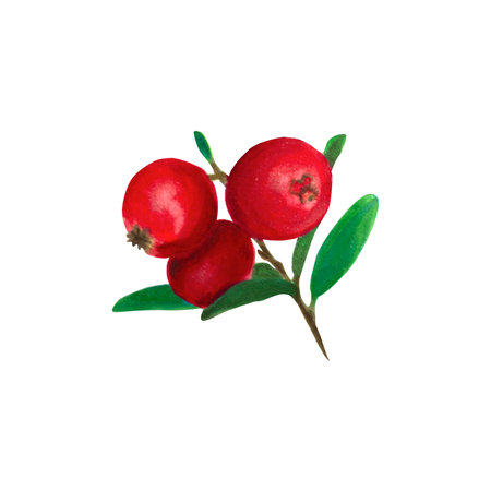 Cranberry Watercolor hand drawn illustration. Close up branch with red berries and green leaves. Isolated object on white background for clip art. It is suitable for food packaging, kitchen textiles, tableware decoration.の写真素材