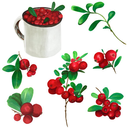 Cranberry. Red wild berries with green leaves. Set of watercolor illustrations for textile, tableware, postcards or packaging design. Isolated elements on white background.の写真素材