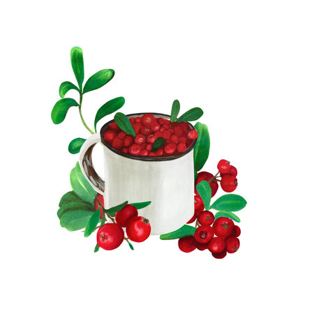 Watercolor hand drawn composition of cranberry and a tin mug. Realistic botanical illustration of red juicy cranberry with green leaves. Great for fabric, postcards, invitations, menu.の写真素材