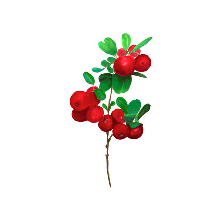 Cranberry. Branch of red wild berries with green leaves. Watercolor illustration, isolated on white background. Ideal for botanical prints, stationery, food labels, and holiday-themed productsの写真素材