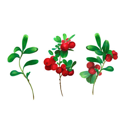 Watercolor, marker illustration of Cranberry. Red berries with green leaves. Botanical hand painted illustration of forest plant. Isolated objects on white backgroundの写真素材