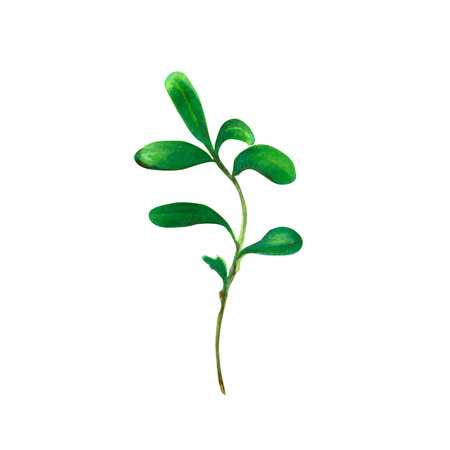 Elegant watercolor illustration of a single branch with bright green leaves, isolated on white background. Perfect for botanical and natural decor and wedding invitationsの写真素材