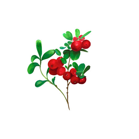 Cranberry. Branch of red wild berries with green leaves. Watercolor, marker illustration, isolated on white background. Ideal for botanical prints, stationery, food labels, and holiday-themed productsの写真素材